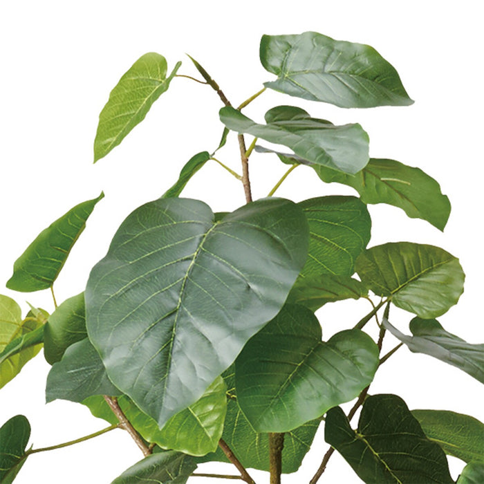 180CM UMNELLATA POT 1512IVL