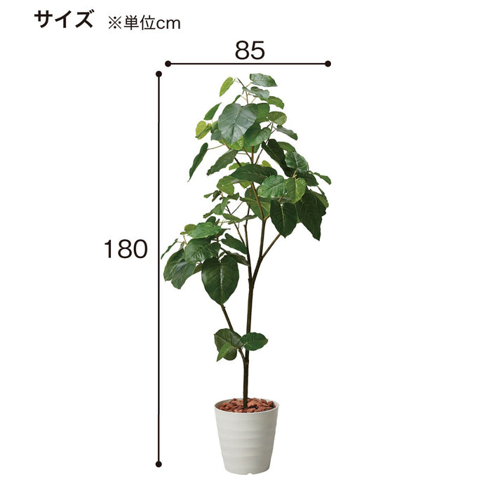 180CM UMNELLATA POT 1512IVL