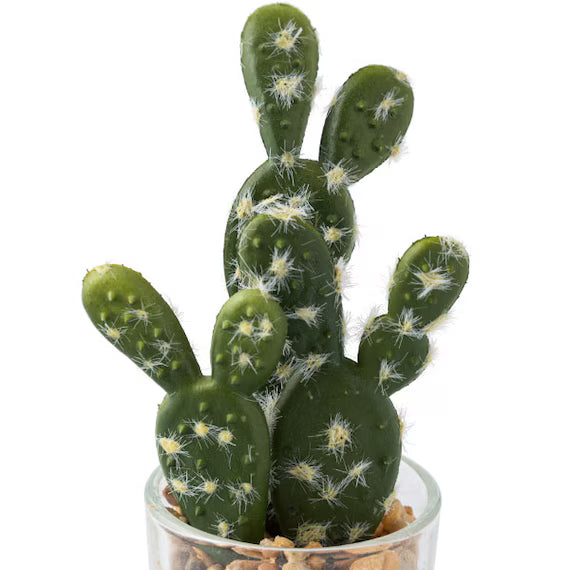 CACTUS IN GLASS POT WITH STONES