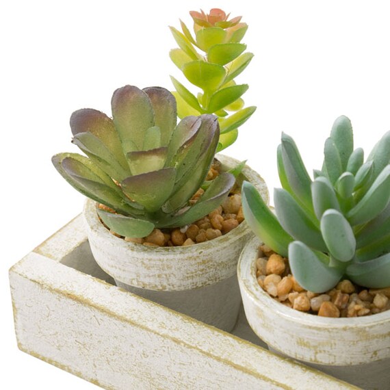 3PCS SUCCULENT WITH TRAY HA34315GN
